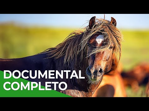 Milagros de la Naturaleza, Episodio Triple 1-3 | Free Documentary Nature - Español