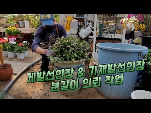 [꽃누리농원] 게발선인장 & 가재발선인장 분갈이 의뢰 작업영상