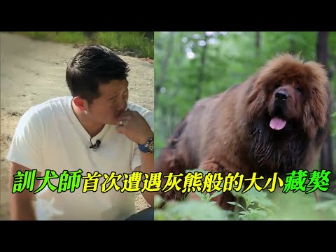 藏獒被迫成為野獸，訓犬師心疼它的遭遇，用另類辦法與它成為朋友，原來訓犬並不止是以暴制暴