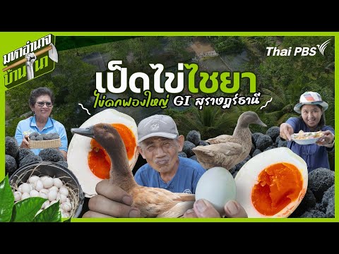 เป็ดไข่ไชยา ไข่ดกฟองใหญ่ GI สุราษฎร์ธานี | มหาอำนาจบ้านนา