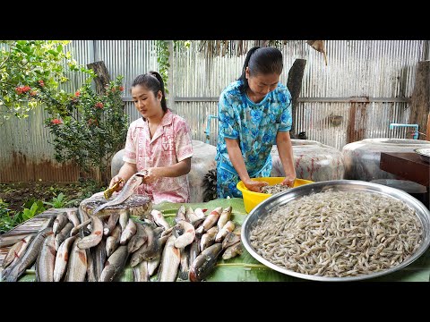 Sreypov Life Show: Snake head fishes, tiny river shrimp cook for family | Homestyle cooking