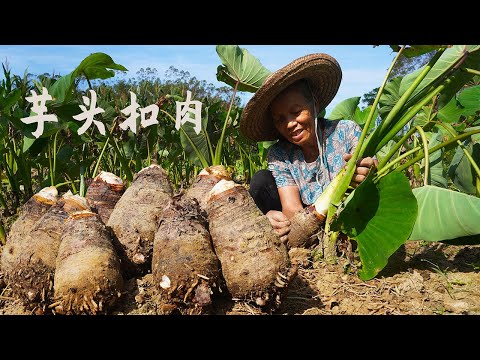 芋頭的一生從種植到餐桌，耗時8個月，做一道農村傳統芋頭扣肉｜Grandma spends 8 months harvesting taro delicacie｜广西 美食 ｜玉林阿婆