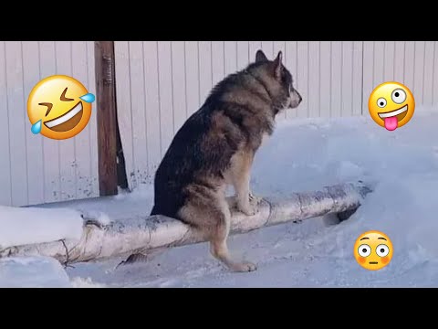 I dare you not to LAUGH at these FUNNY DOGS 😁🦮 - Best Funny Animals Videos 2025 #132