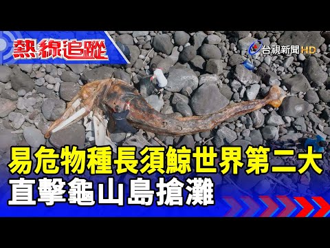 易危物種長須鯨世界第二大 直擊龜山島搶灘【熱線追蹤】