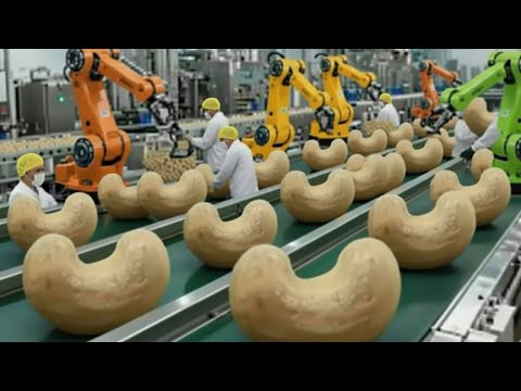 How 50 Tons of Toxic Cashews Are Processed Daily - Dangerous Agriculture