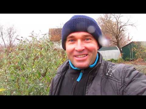 О здоровье. Как лечу себя и близких.