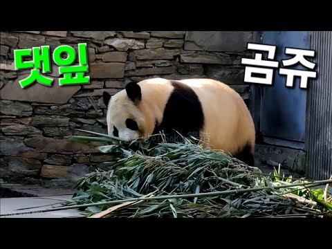 댓잎 곰쥬 푸바오는 댓잎 많이 먹어서 싱싱한 아보카도 잘 만들겠네요~?! | 12월 16일 오후(푸바오 실시간)