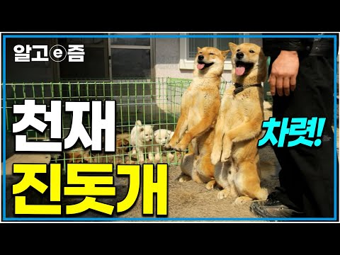 "아니, 세상에 이런 천재 개가?" 5일장에서 주워온 진돗개, 훈련 없이도 천재가 된 이야기｜한국기행｜알고e즘