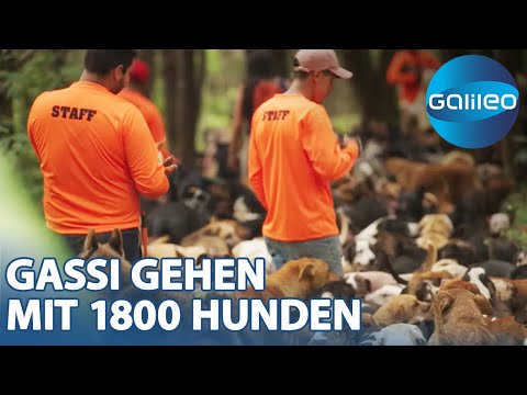 Territorio de Zaguates: So arbeitet die größte Hundeauffangstation der Welt
