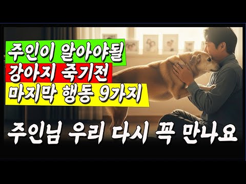 강아지 죽기 전 주인이  알아야 될 마지막 행동 9가지ㅣ 강아지 임종ㅣ 강아지 죽음ㅣ  반려견 죽기전 증상
