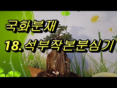 파주국화분재.18석부작본분심기.국화분재본분심기