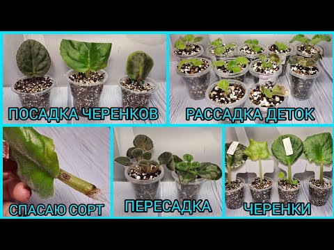 Как спасти сорт? Посадка черенков. Пересадка фиалок. Рассадка деток.