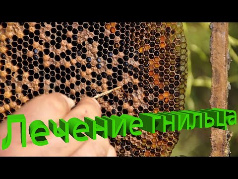 Профессор Кашковский: Как пролечивать гнильцовые заболевания?