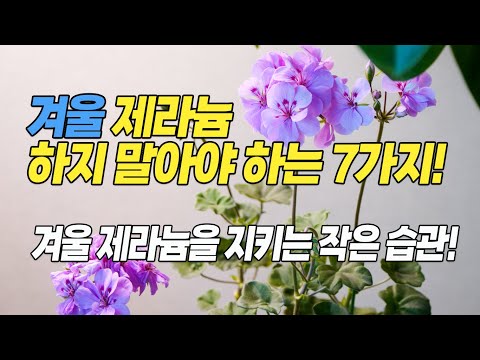 7 Winter Geranium Don'ts! (Small Habits for Protecting Winter Geraniums) - Home Gardening Apartme...