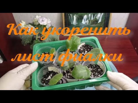 HOW TO ROOT A VIOLET LEAF!!! I offer two methods, the choice is yours! #violets #flowers