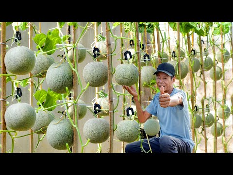 I Wish I Knew This Method Of Growing Cantaloupe Sooner, Large And Very Sweet Fruits