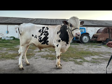 Earning money from bulls. Fattening. Is it worth doing this?