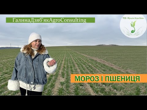 Найпростіший метод визначення СТАНУ ОЗИМИНИ | водне відрощування