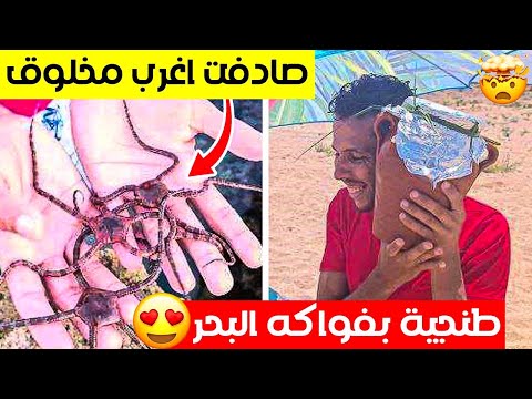 طريقة جمع أجود فواكه بحر 🐙🦑 لتحضير أحلى طنجية 🤯✅
