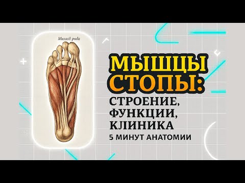🦶 Мышцы стопы: строение, функции, клиника | 5 минут анатомии