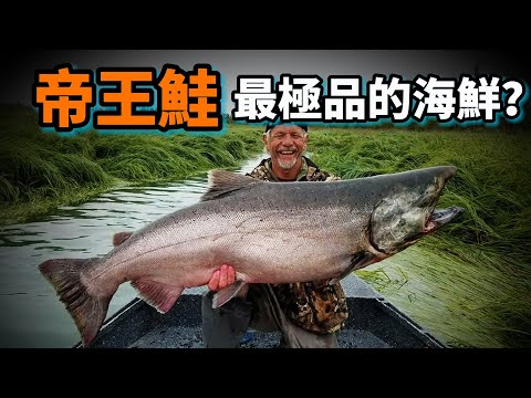 帝王鮭的秘密：它是最強壯的三文魚，也是最頂級的海鮮，為了繁殖它把自己變成怪物，並且憑實力拯救了五大湖的災難！