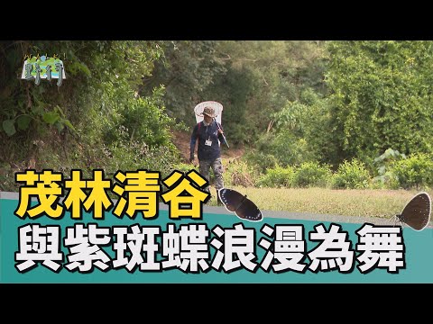 Walk!野行|茂林清谷 與紫斑蝶為舞