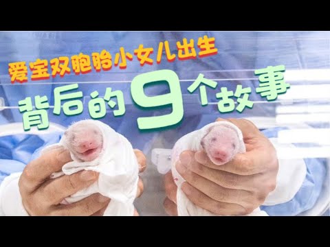 爱宝生二胎背后的9个故事：姐姐福宝瘦成了一根针？隔壁老虎家的瀑布又危险了？乐宝和三年前一样的反应？引发外交部发言的熊猫大事件
