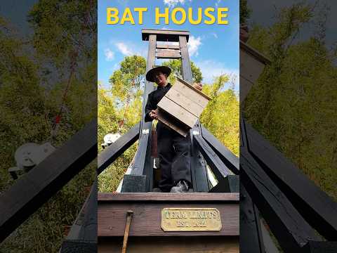 I Put Up a Bat House to Stop the HOA