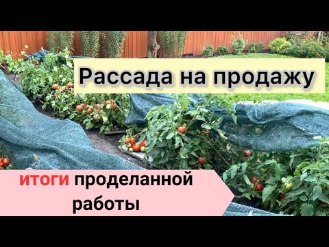 14. Рассада на продажу. Обзор выращенного урожая. Выводы.