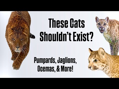 Three Bizarre Hybrid Cats That Defy Science… It’s Insane!