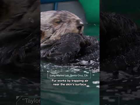 Why Is Sea Otter Fur So Fantastic? | #DeepLook #Shorts