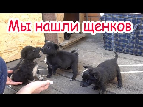 Подбросили 4 щенков в коробке
