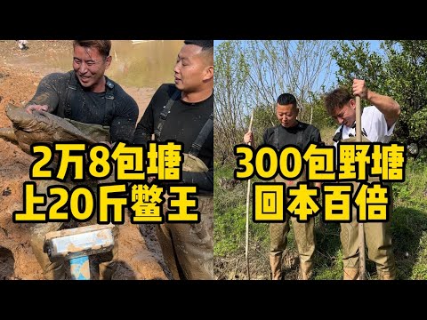 华哥和小飞哥花28000元包下的鱼塘，没想到抓到了价值十几万的鳖王！｜华哥和小飞哥花300元包下的野塘，结果竟上了巨物到底能赚多少钱？