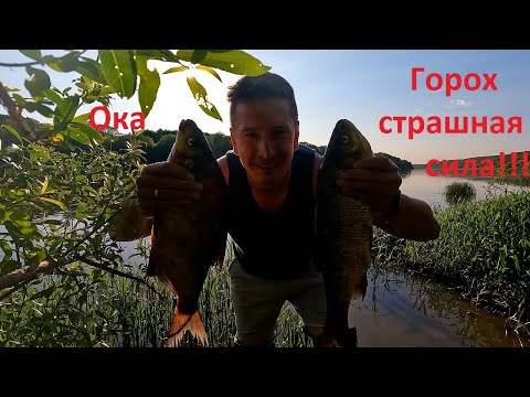 Поймал ЕГО ВПЕРВЫЕ!!! Я ТВОЮ ВЕРШИНКУ ШАТАЛ!!! #рыбалка #река #рыба #фидер #fishing #донка