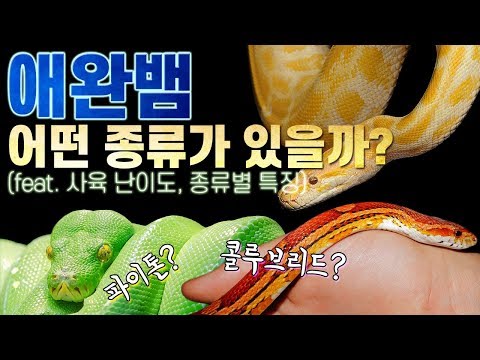뱀 키우기 전에 애완뱀 종류에 대해 알아보자! (feat. 콜루브리드, 파이톤, 보아)