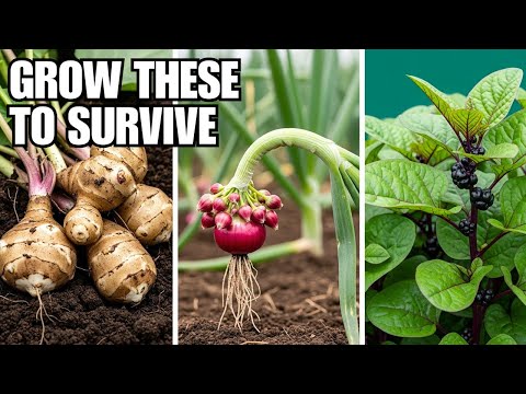 15 Crops to Grow To Survive Difficult Times!