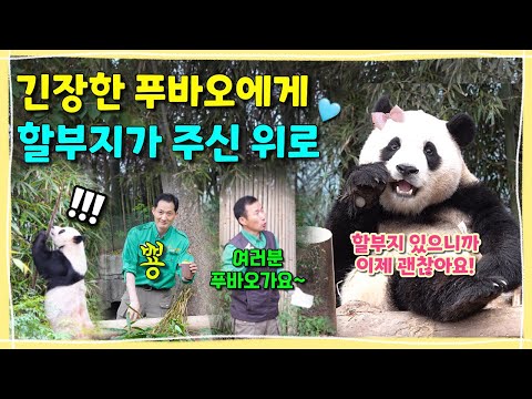 [ep.177] 갑자기 찾아온 긴장감에 할부지 찾고 가지가지(?)한 아기 푸바오🐶/ 죽순 사냥에 나선 기쁨이🎋/할부지들의 깜짝선물🎁/ 에버랜드 판다월드