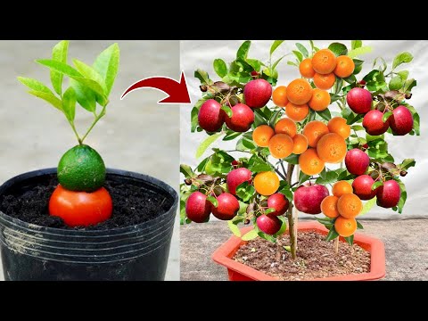 A new way to propagate orange trees in apple  Using eggs to produce fruit quickly
