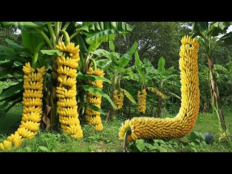 This Crazy Banana Propagation Trick Works Like Magic ! | How to grow a Banana tree
