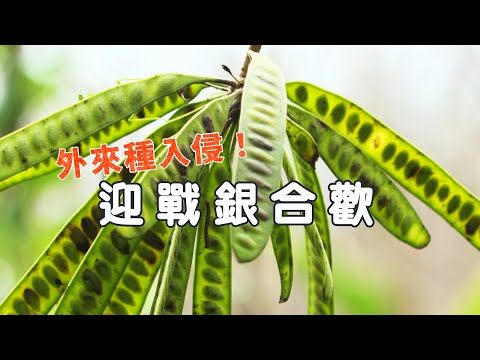 【外來種入侵】迎戰銀合歡｜奇兵出招是否能奏效？ (我們的島 1146集 2022-03-07)