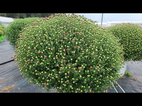 가을국화 가든멈 키우는법 공개