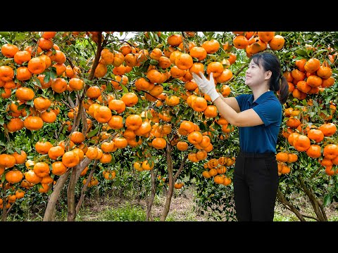 Harvesting Sweet Tangerines to Sell - Fresh Orchard Fruits | Traditional Village Life