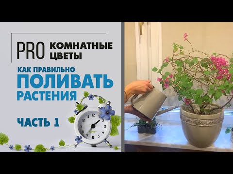 Как правильно поливать растения. Видео про полив: умеренный, обильный - что это означает?