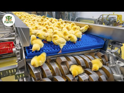 How to Master Egg Incubation: Broiler Raising Techniques & Processing Insights | Processing Factory