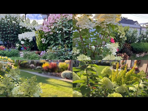 22 августа 2025 г.Гортензии цветут/ Обзор цветника/ Ленинградская область 