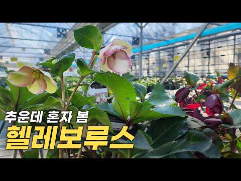 Want to see flowers in winter? Try planting this plant!