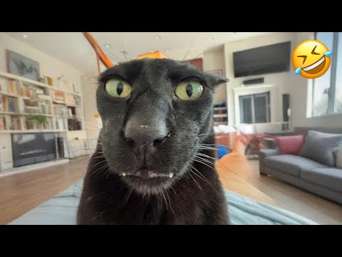 Funniest Cats & Animals of the Week 😂🐾 | Try Not to Laugh!
