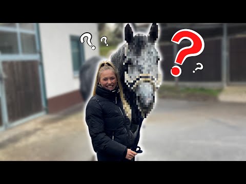 ICH KAUFE EIN PFERD - ALBTRAUM..