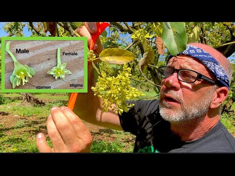 The Fascinating Behavior of Avocado Flowers: Synchronous Dichogamy