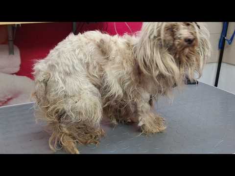 Uncovering The SHOCKING Secret Wound Underneath A NEGLECTED MALTESE's Matted Fur